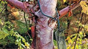 Betula utilis subsp. albosinensis ‘Kansu’ AGM has especially iridescent bark after rain - credit: Bob Askew